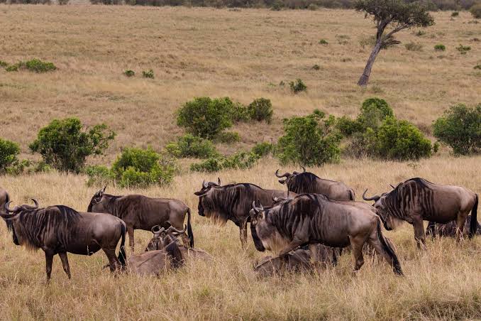 Where Is the Great Migration in June, July, and August 2026? A Month by Month Guide Where Is the Great Migration in June, July, and August 2026? A Month by Month Guide