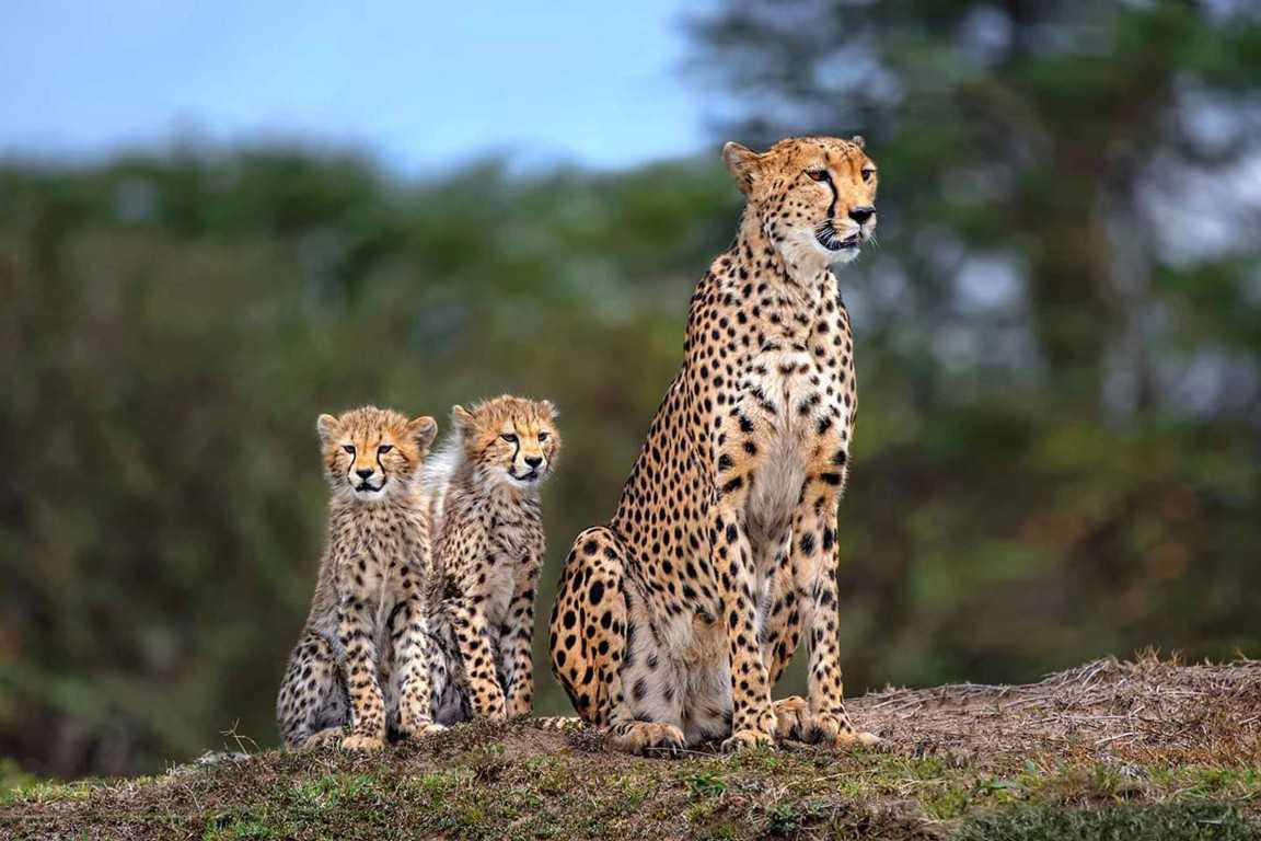 Where Is the Great Migration in June, July, and August 2026? A Month by Month Guide Where Is the Great Migration in June, July, and August 2026? A Month by Month Guide
