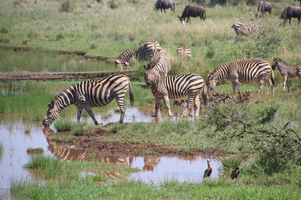 Luxury Safari and Zanzibar Honeymoon Guide Luxury Safari and Zanzibar Honeymoon Guide