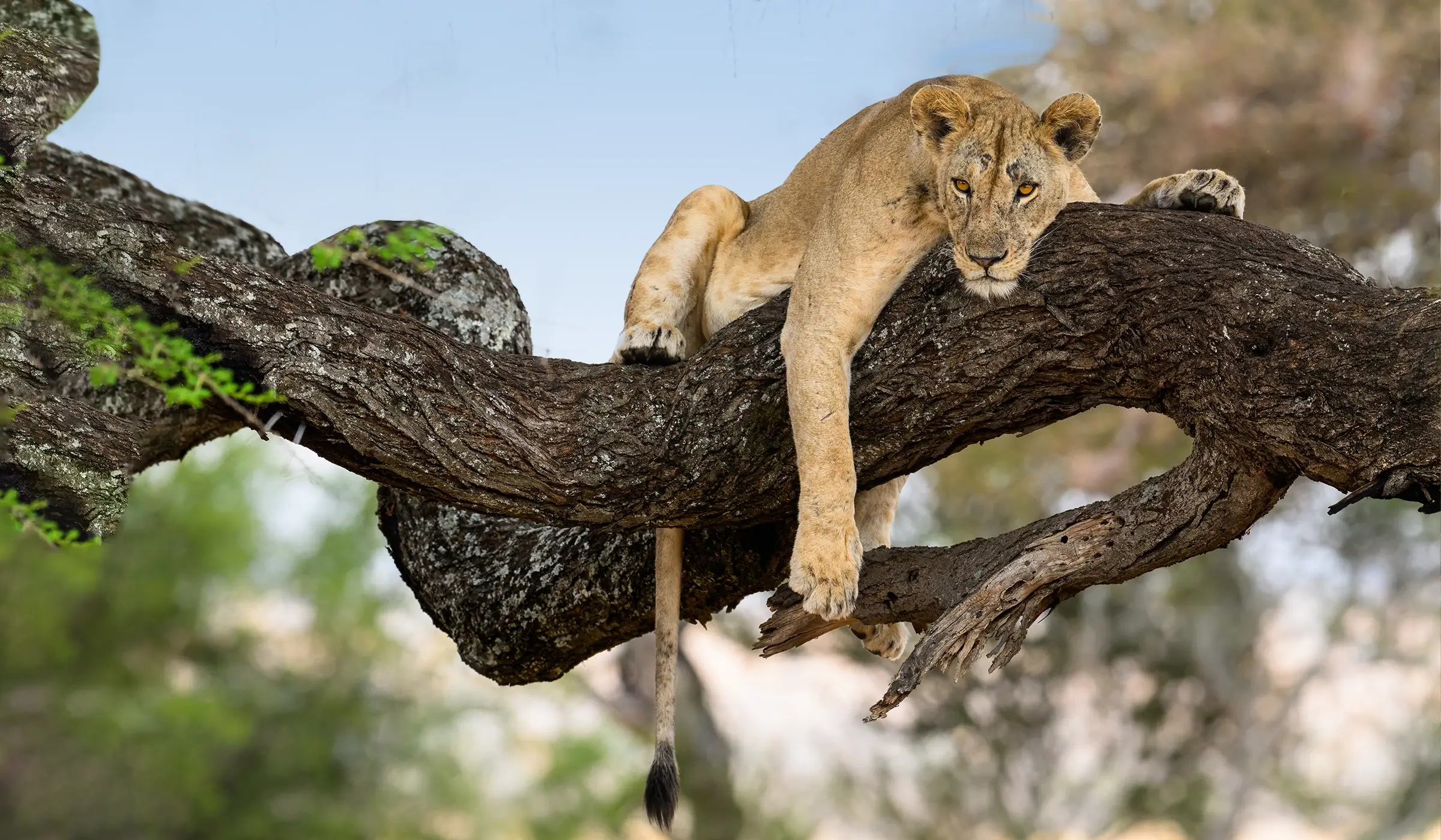 Luxury Safari and Zanzibar Honeymoon Guide Luxury Safari and Zanzibar Honeymoon Guide