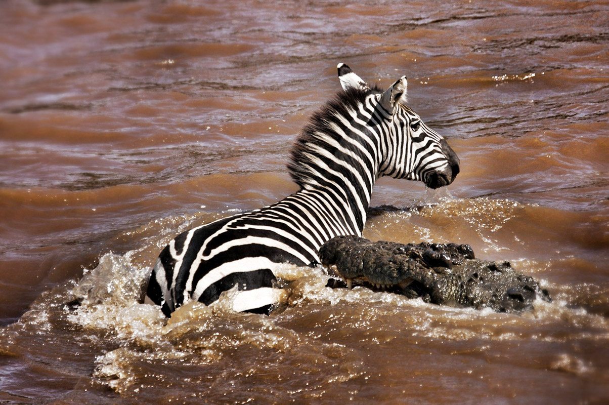 Great Migration 2026: Where to See the Wildebeest Herds in June, July and August