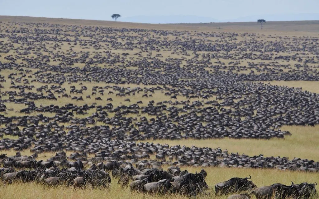 Great Migration 2026: Where to See the Wildebeest Herds in June, July and August