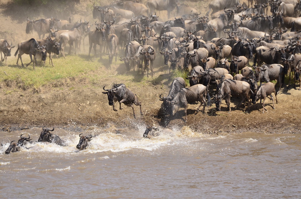 Great Migration 2026: Where to See the Wildebeest Herds in June, July and August