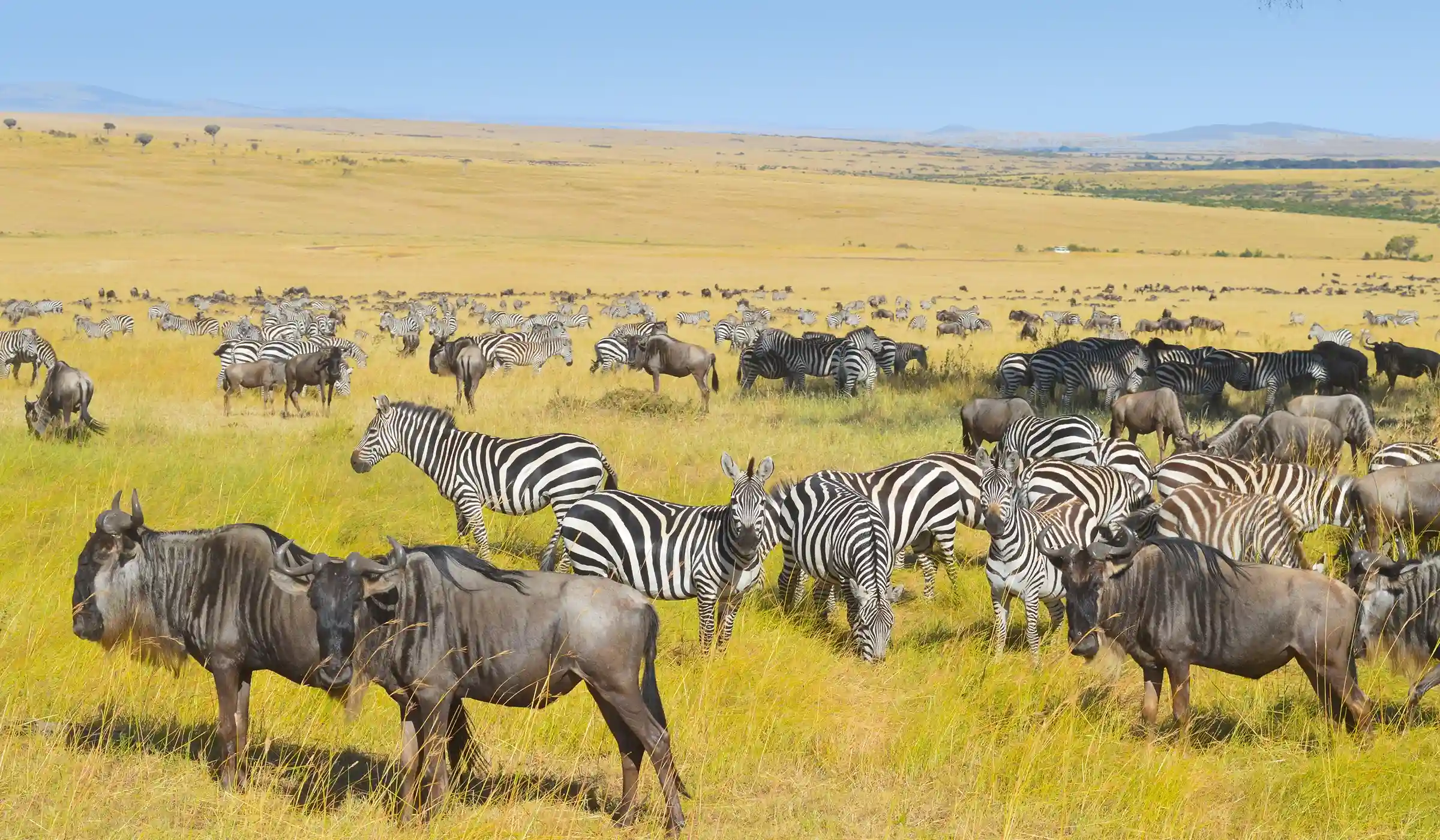 Great Migration 2026: Where to See the Wildebeest Herds in June, July and August