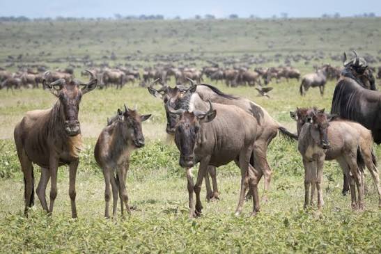 Cheap Serengeti Migration (Northern Circuit) Safari from Arusha