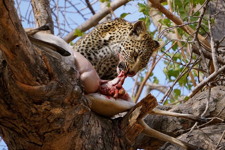 Cheap Serengeti Migration (Northern Circuit) Safari from Arusha