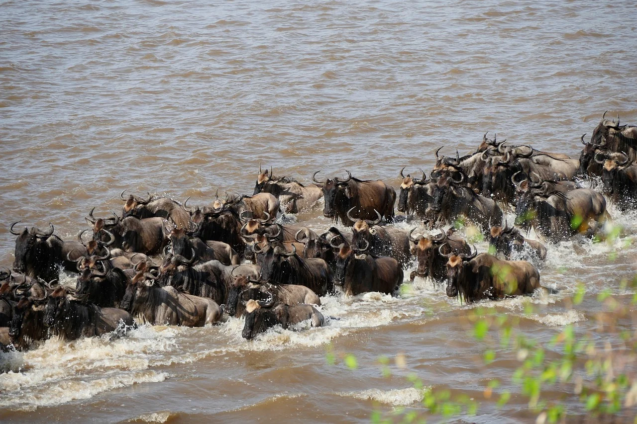 Cheap Serengeti Migration (Northern Circuit) Safari from Arusha