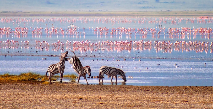 Budget Ngorongoro Crater Safari from Arusha