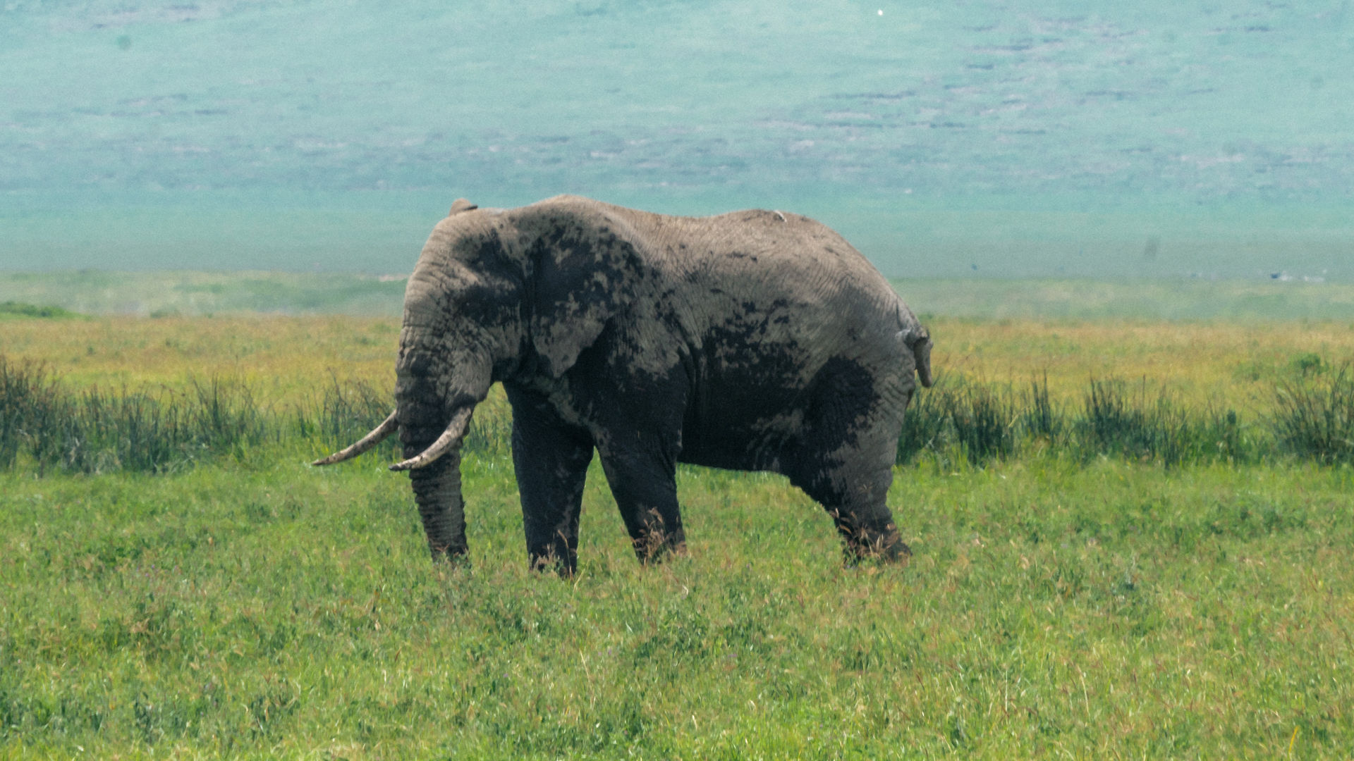 Budget Ngorongoro Crater Safari from Arusha