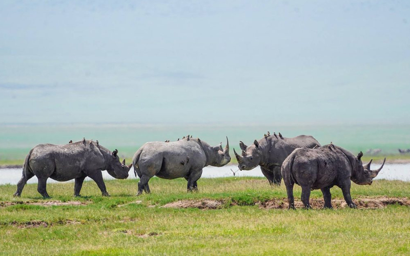 Budget Ngorongoro Crater Safari from Arusha