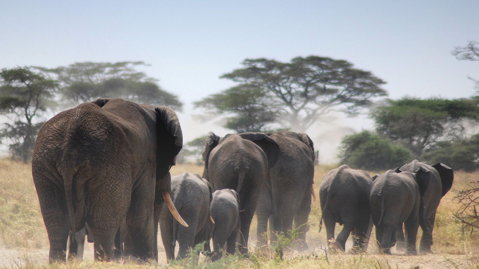 Affordable Tanzania Safari Packages