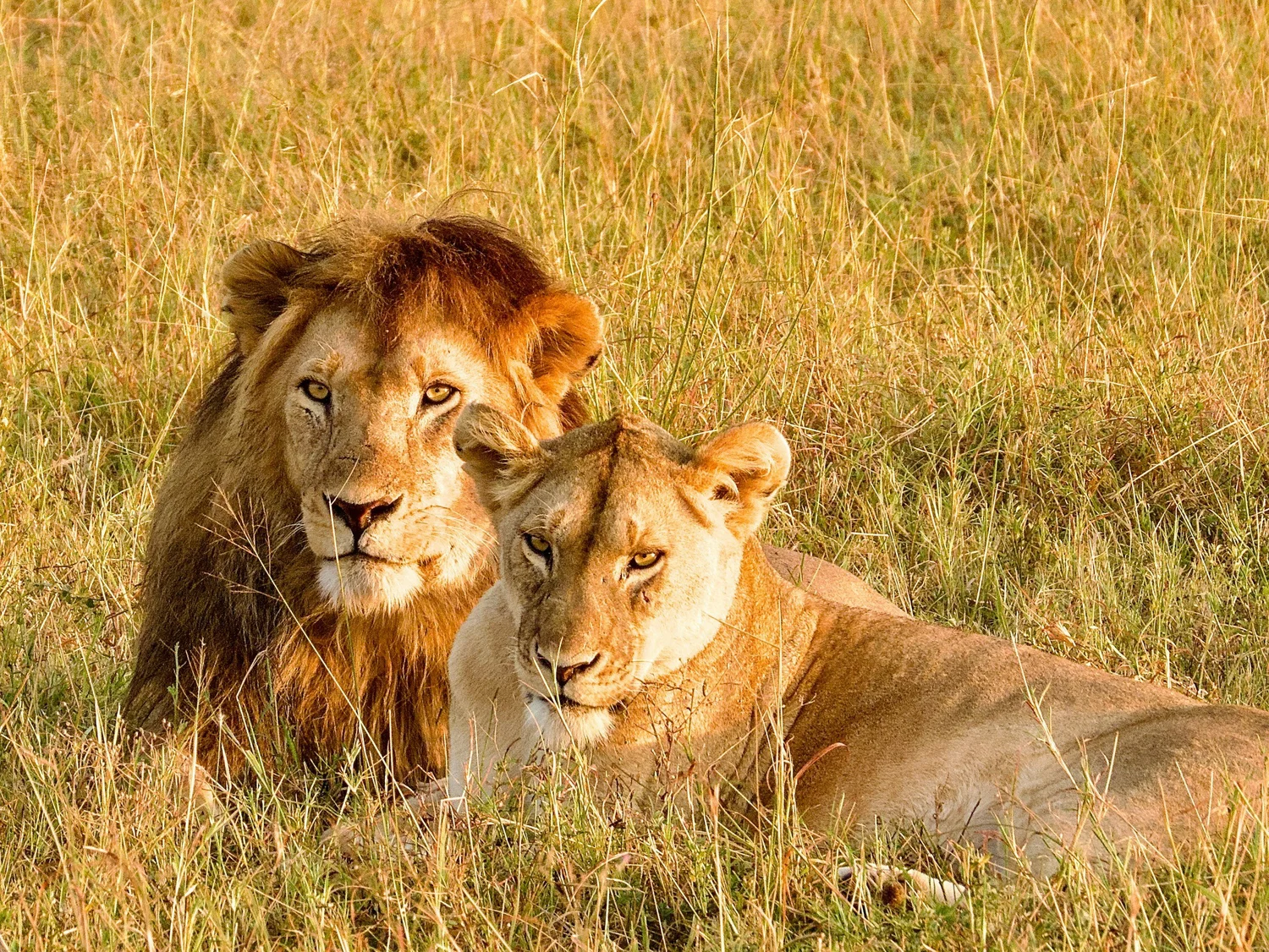 Affordable Tanzania Safari Packages