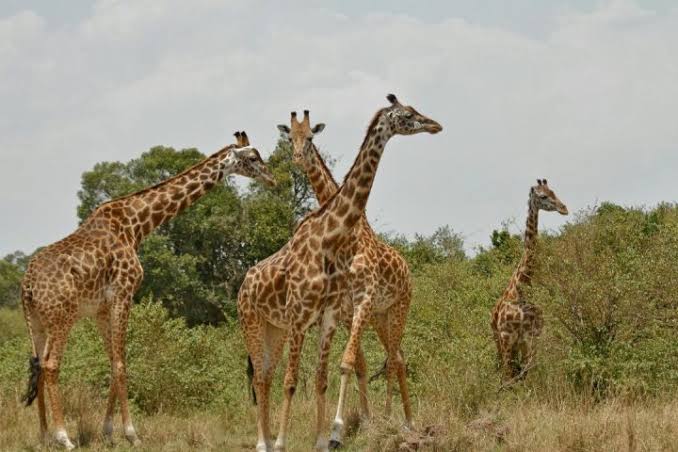 Best Local Tour Operator in Arusha and Moshi, Tanzania