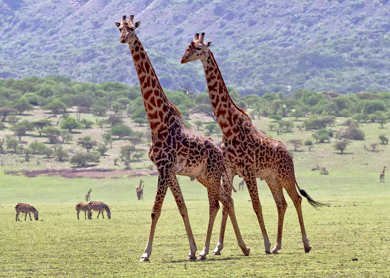 Family Safari Tanzania from Arusha and Moshi