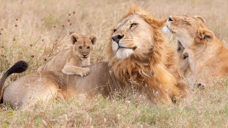 Family Safari Tanzania from Arusha and Moshi