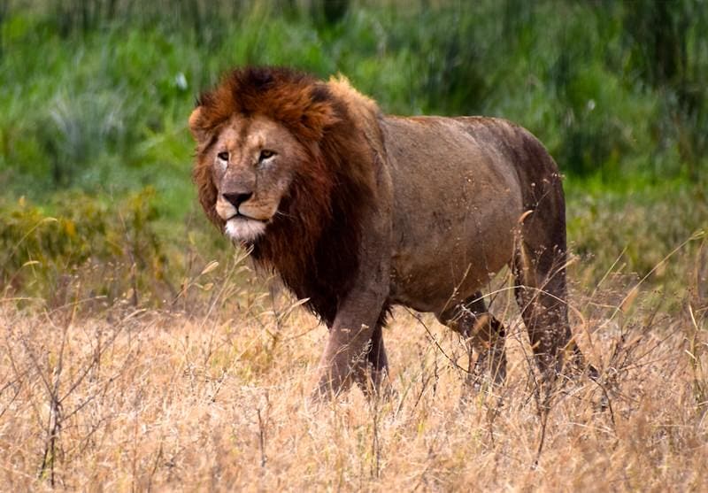 Tanzania Safari Cost from Arusha