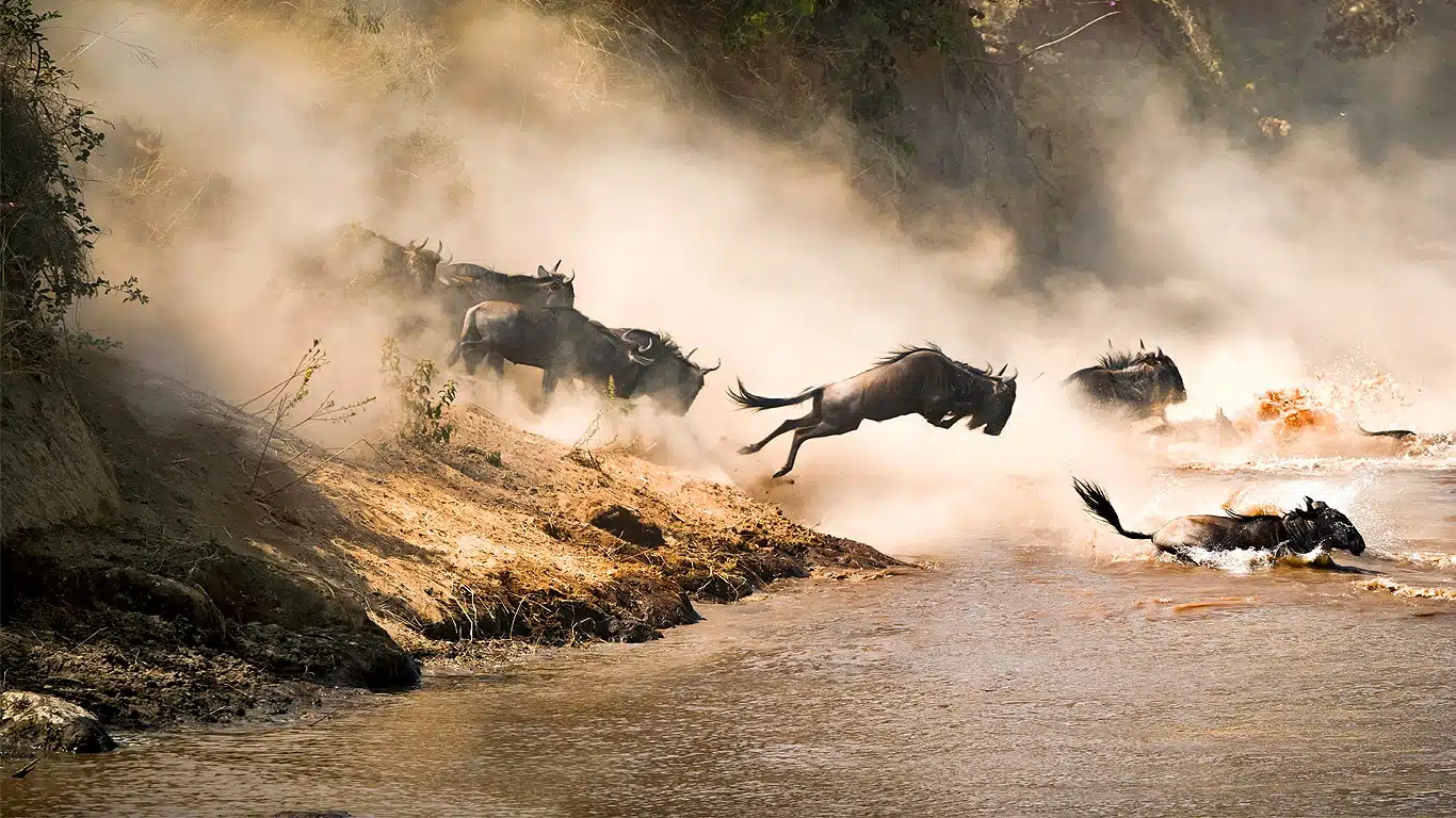 Tanzania Safari Cost from Arusha