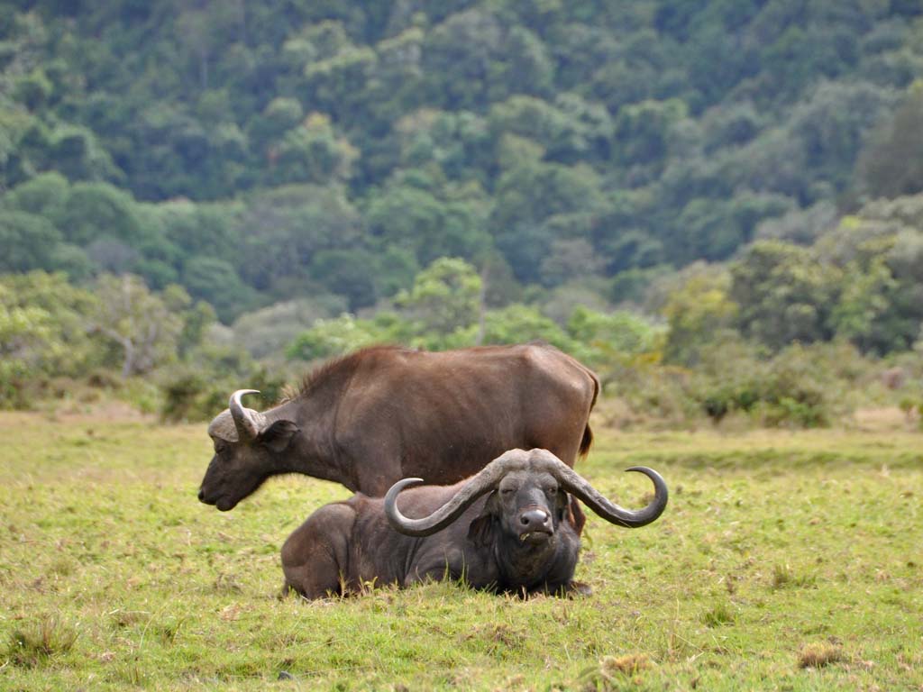 Last Minute Safari Deals Arusha: Explore Tanzania&rsquo;s Wildlife With Tanzania Safari Source Tours