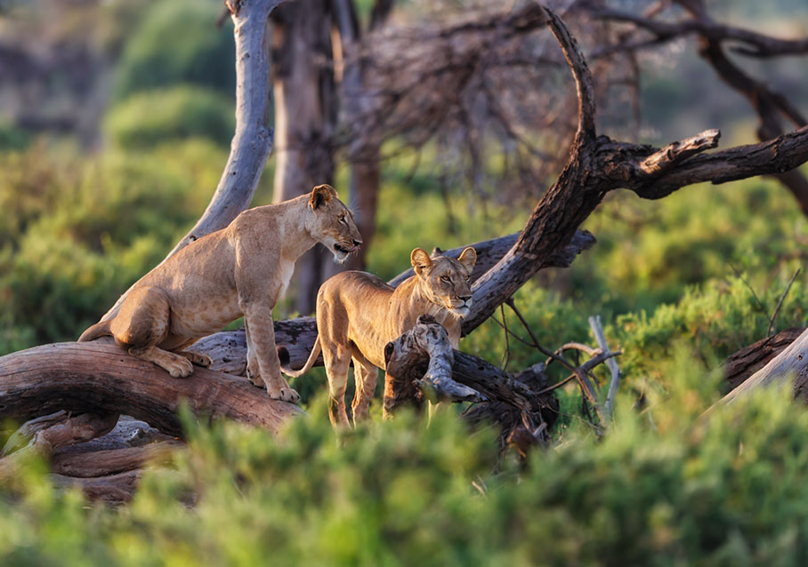 Last Minute Safari Deals Arusha: Explore Tanzania&rsquo;s Wildlife With Tanzania Safari Source Tours