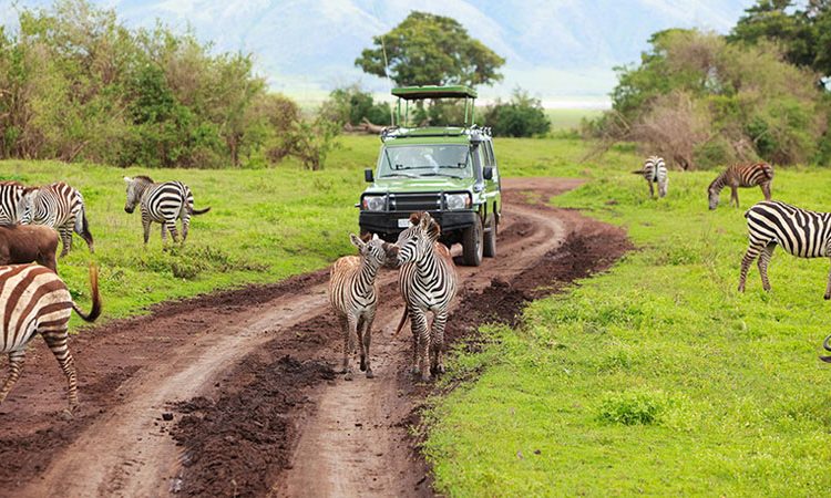 Last Minute Safari Deals Arusha: Explore Tanzania&rsquo;s Wildlife With Tanzania Safari Source Tours