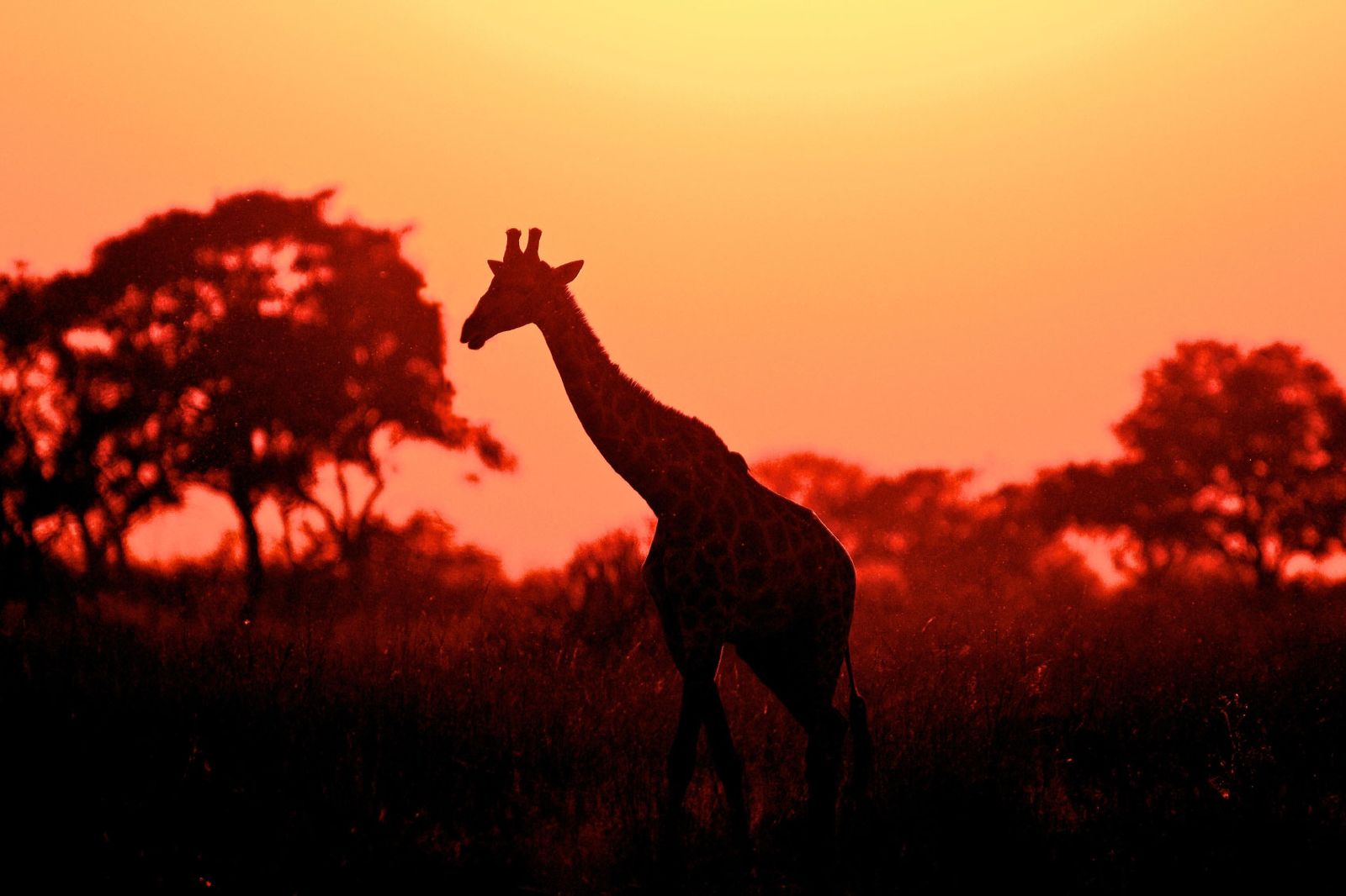 Last Minute Safari Deals Arusha: Explore Tanzania&rsquo;s Wildlife With Tanzania Safari Source Tours