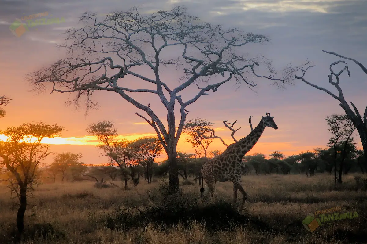 Four Days Serengeti Safari from Arusha