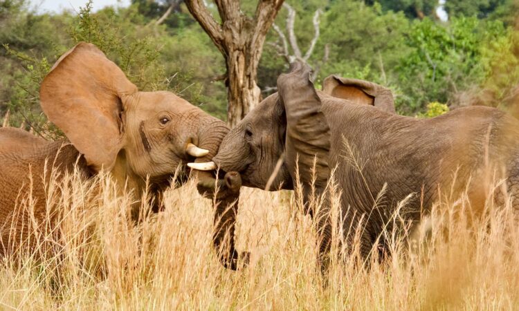 Four Days Serengeti Safari from Arusha