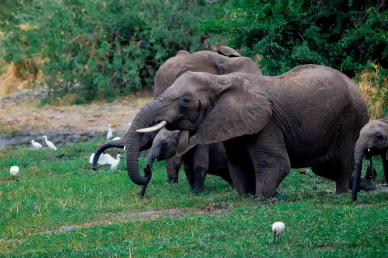 Best 5 Days Great Migration Safari Tanzania | July&ndash;August