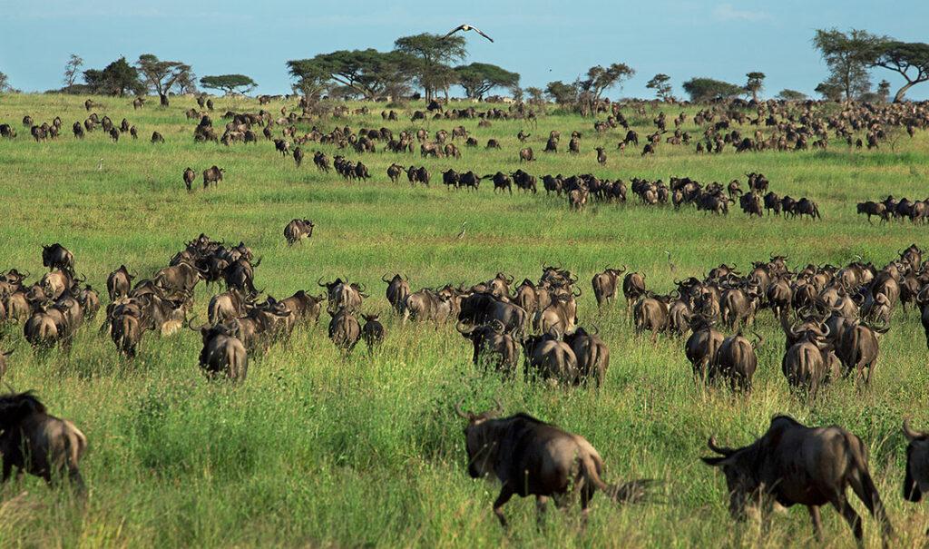 Best 5 Days Great Migration Safari Tanzania | July&ndash;August