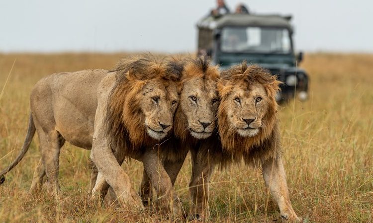 Best 5 Days Great Migration Safari Tanzania | July&ndash;August