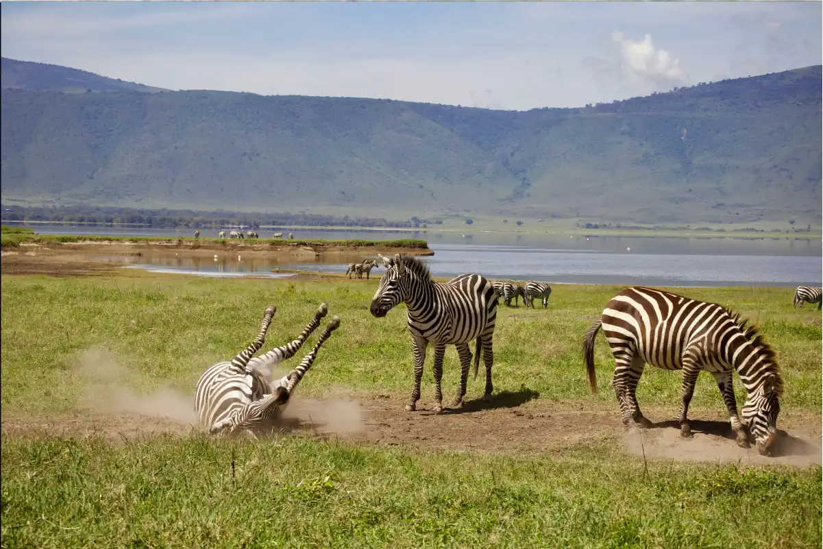 Great Migration Tanzania 2026: Experience the World&rsquo;s Greatest Wildlife Journey with Us