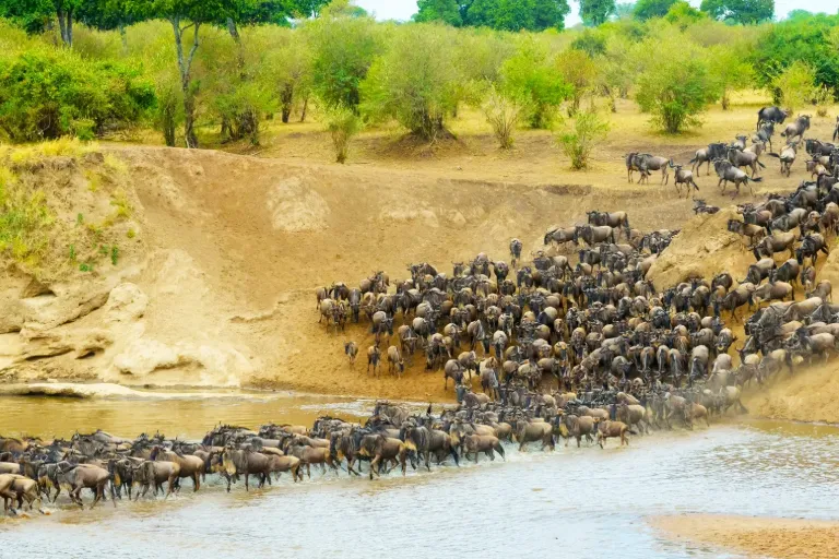 Great Migration Tanzania 2026: Experience the World&rsquo;s Greatest Wildlife Journey with Us