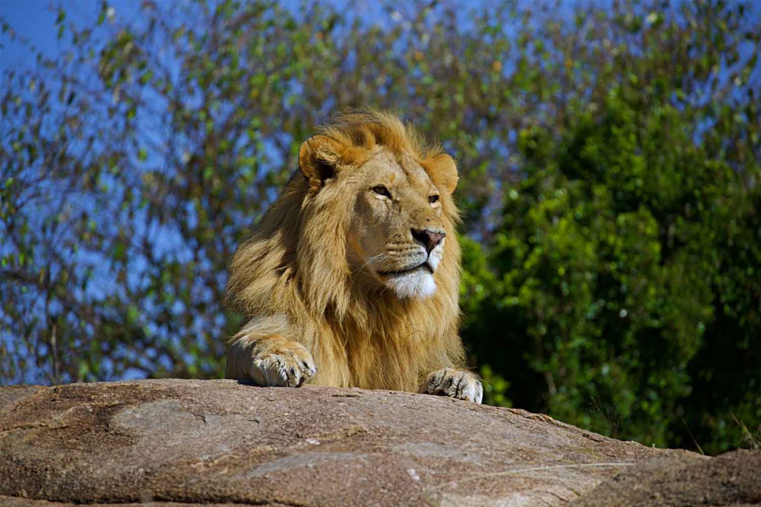 Great Migration Tanzania 2026: Experience the World&rsquo;s Greatest Wildlife Journey with Us