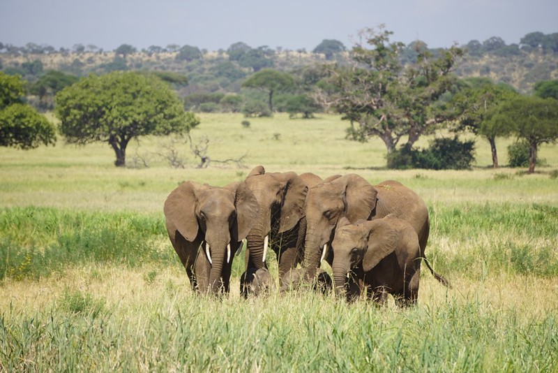 Great Migration Tanzania 2026: Experience the World&rsquo;s Greatest Wildlife Journey with Us
