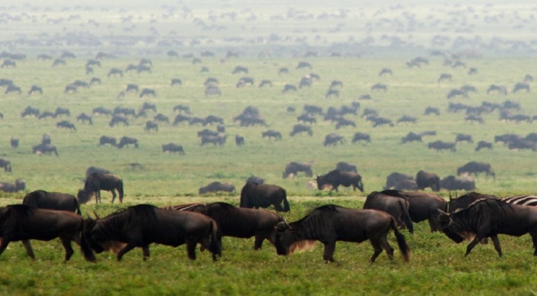 4 Days Serengeti Safari from Arusha