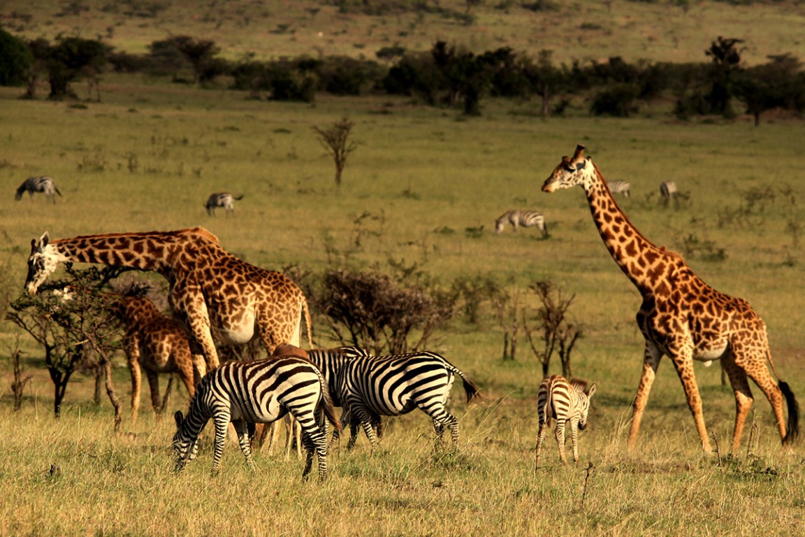 4 Days Serengeti Safari from Arusha