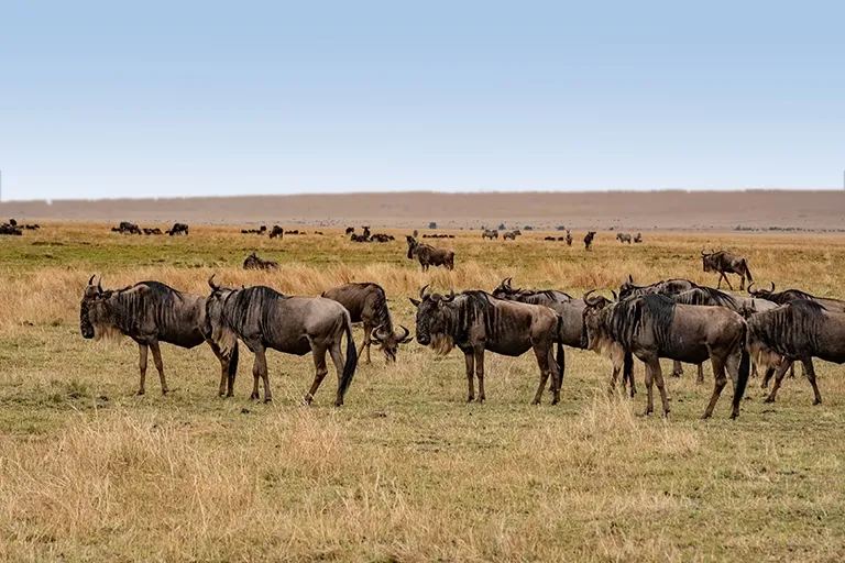 4 Days Serengeti Safari from Arusha