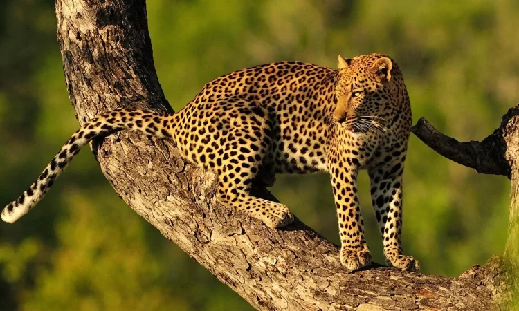 4 Days Serengeti Safari from Arusha