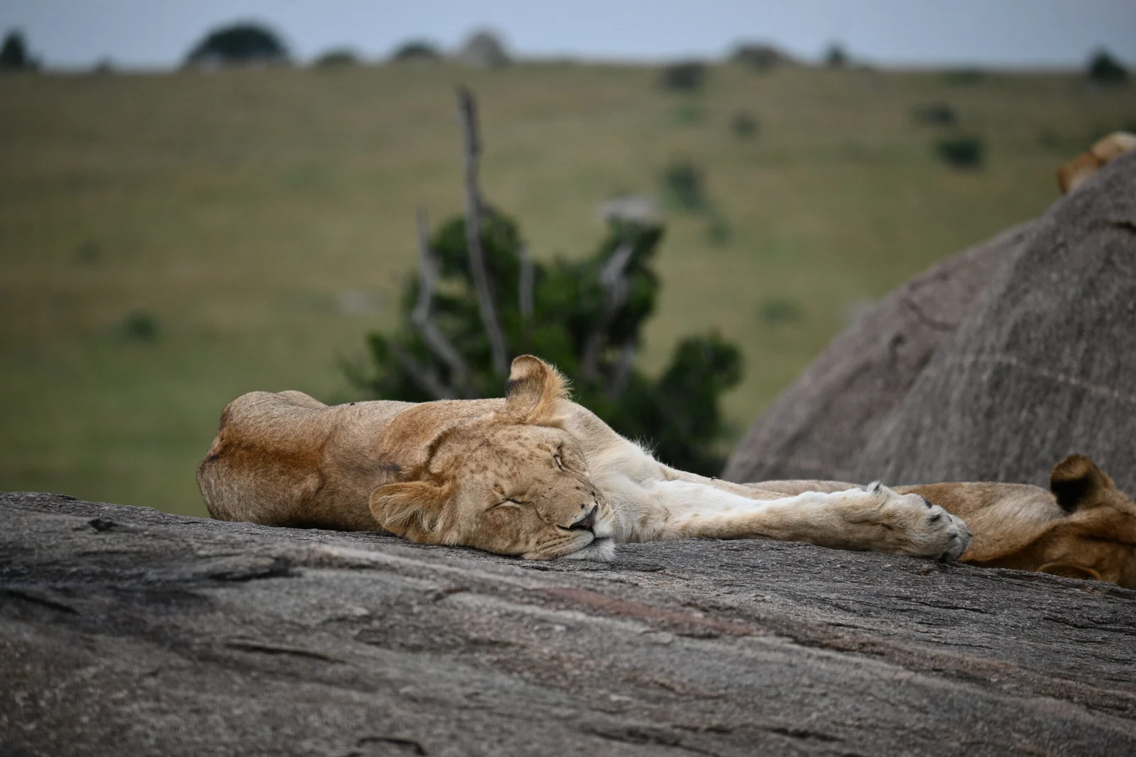 How Much Does Serengeti Safari Cost? A Complete Tanzania Safari Price Guide