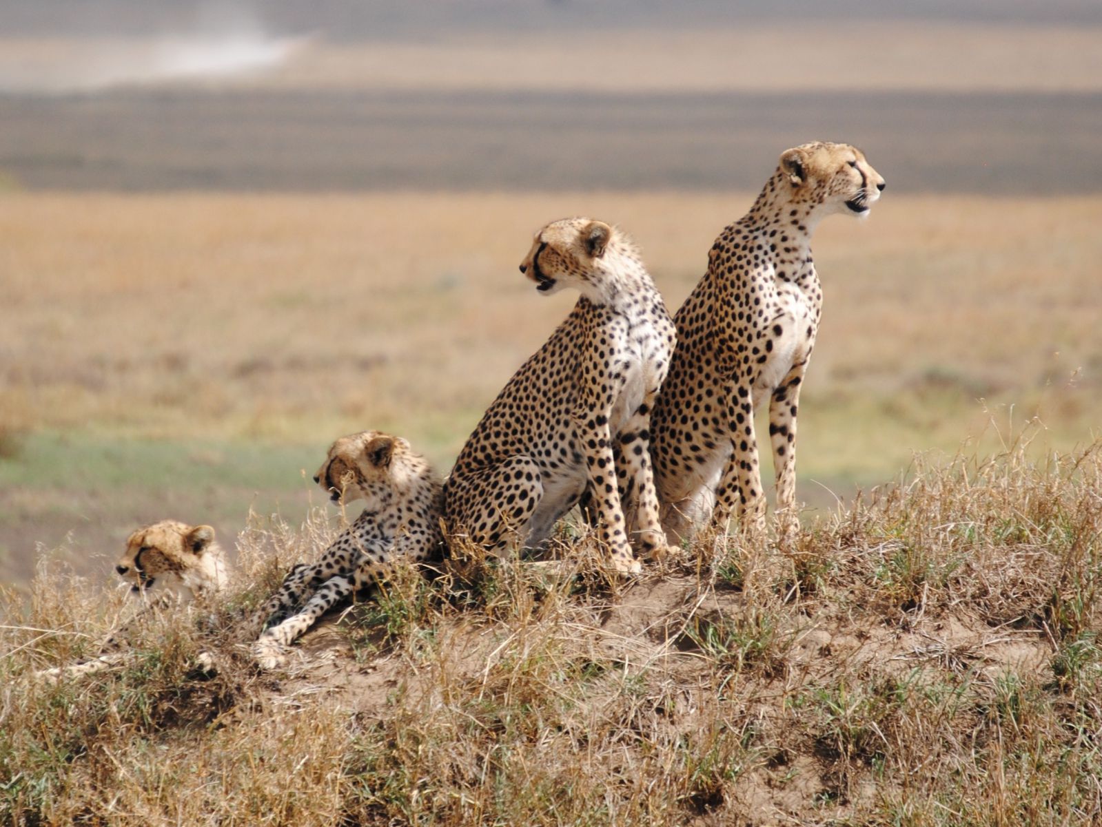How Much Does Serengeti Safari Cost? A Complete Tanzania Safari Price Guide