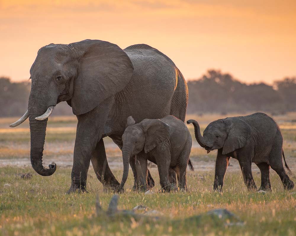 How Much Does Serengeti Safari Cost? A Complete Tanzania Safari Price Guide