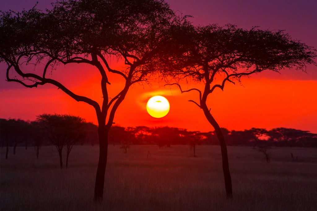 Tanzania Serengeti Safari: Discover Africa&rsquo;s Most Iconic Wildlife Destination