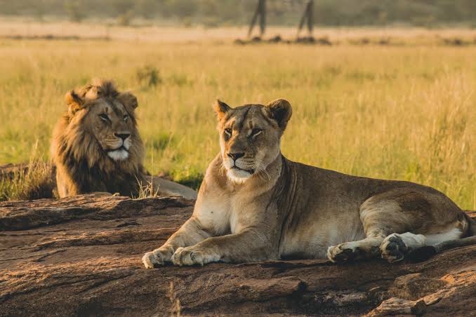 Tanzania Serengeti Safari: Discover Africa&rsquo;s Most Iconic Wildlife Destination