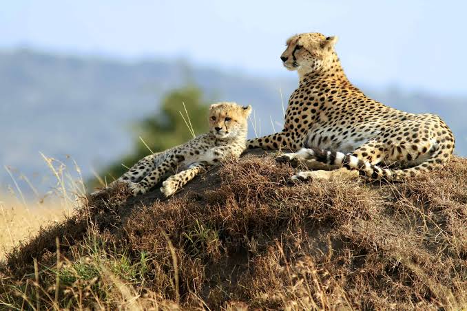 Tanzania Serengeti Safari: Discover Africa&rsquo;s Most Iconic Wildlife Destination