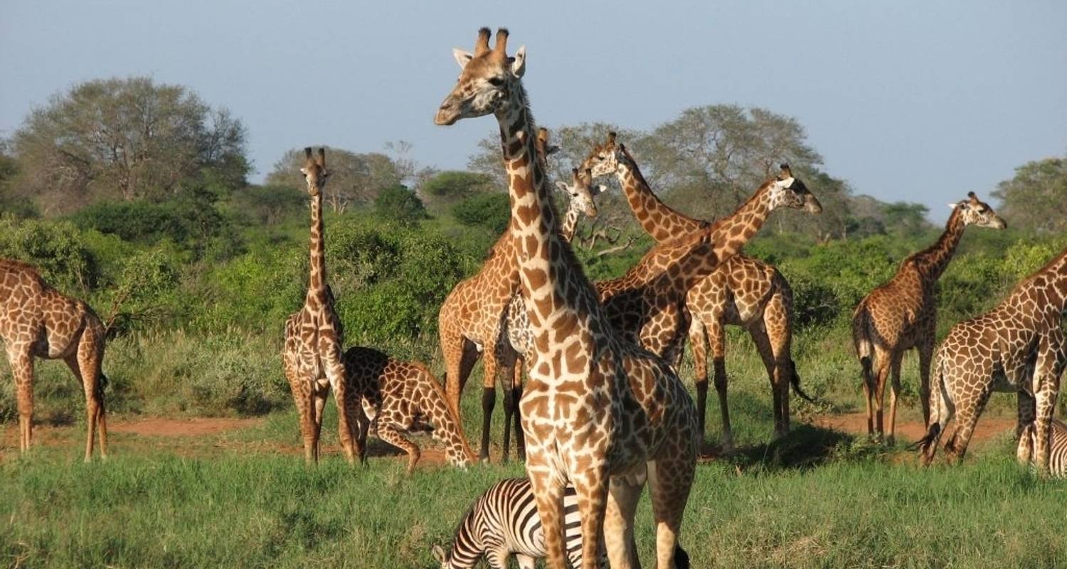 Great Migration Tanzania 2026: Monthly Herd Locations and Safari Tips
