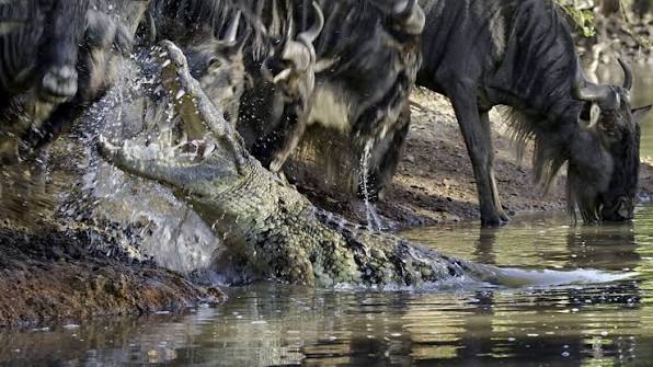 Great Migration Tanzania 2026: Monthly Herd Locations and Safari Tips