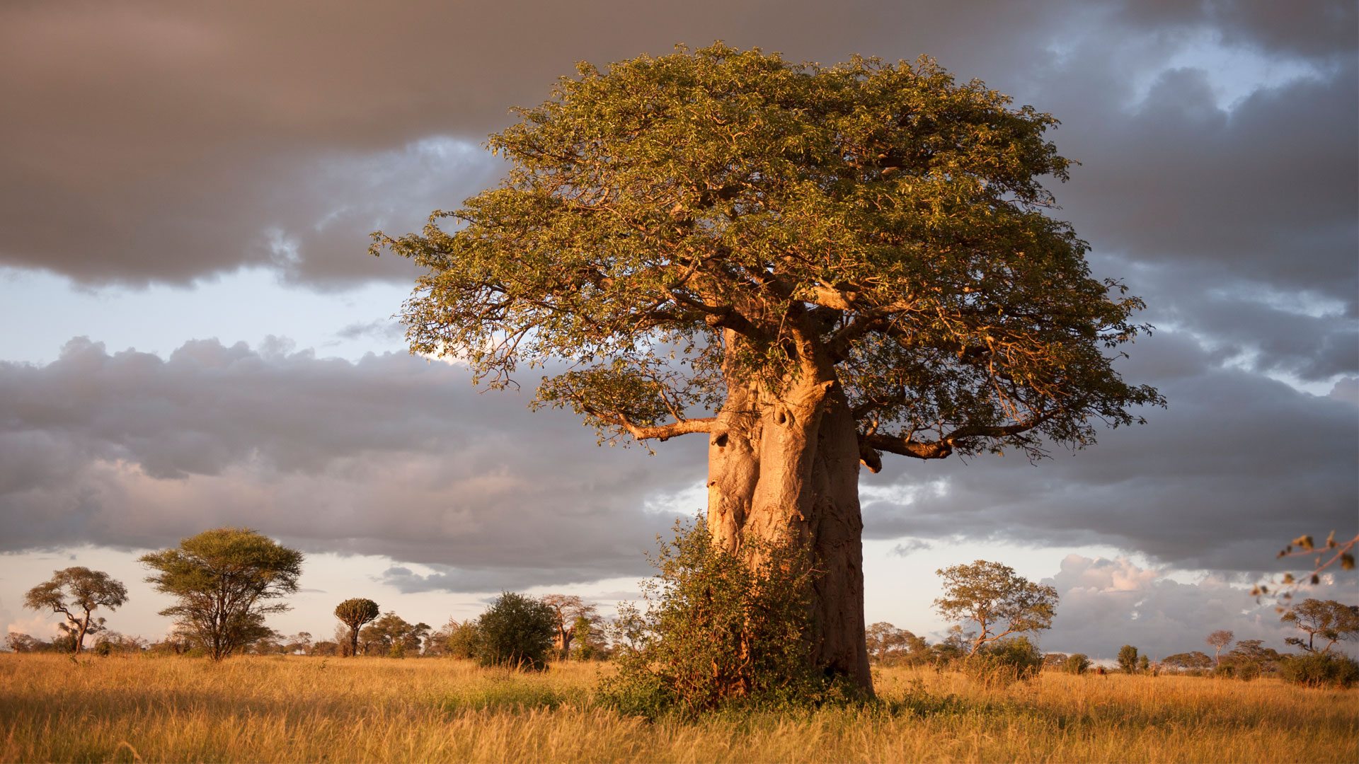 Tarangire Day Trip in August: A Complete Safari Experience from Arusha