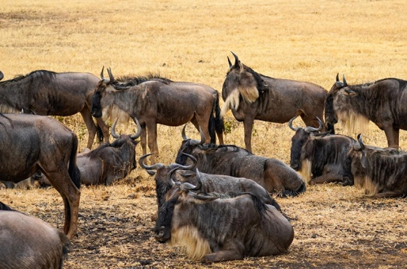 Best 5 Days Great Migration Safari Tanzania | July&ndash;August