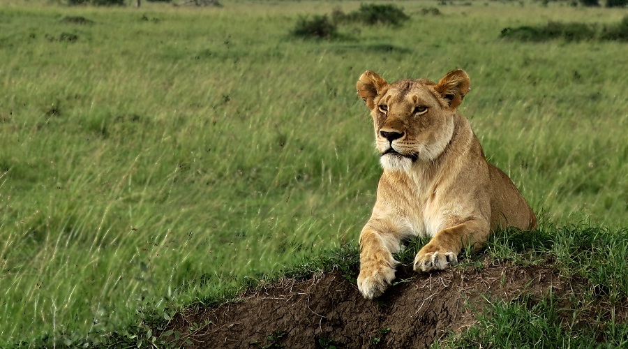 Best 5 Days Great Migration Safari Tanzania | July&ndash;August