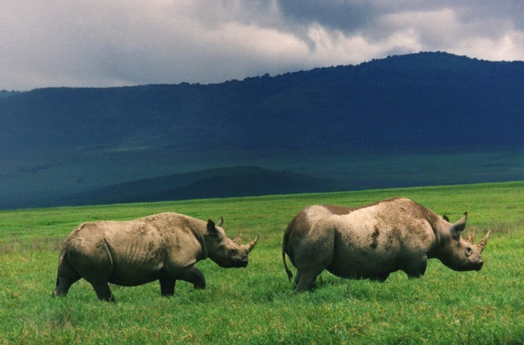 Best 5 Days Great Migration Safari Tanzania | July&ndash;August